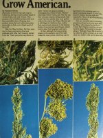 Haze Bros article 3.jpg