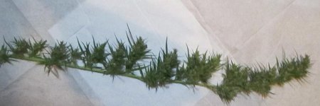 branch.jpg