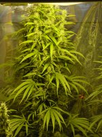 got_bud.JPG
