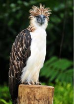 philippine-eagle-Pithecophaga-jefferyi.jpg