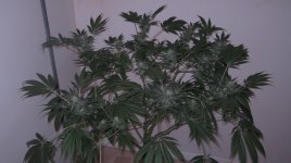 skunk x haze day 42.JPG