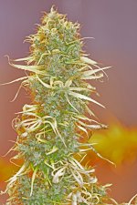 hg_bud_d 4_3 - Copy.jpg