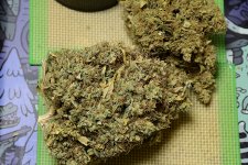 medman bud 9_3.jpg