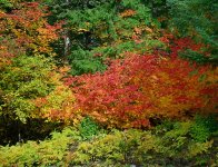 fall leaves1.jpg