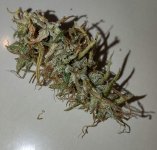 BX3 bud.jpg
