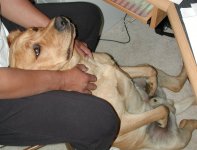dog massage2.jpg