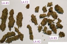 15-12-2021 - la nina flowers from 2020.jpg