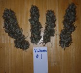 V1 buds.jpg