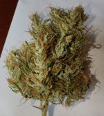 NH18 seeded bud.jpg