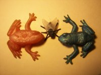 Fly and Frog.jpg Fly and Frog.jpg