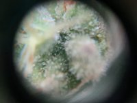 20220328_180726_compress42.jpg 20220328_180726_compress42.jpg