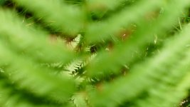 Ferns.jpg Ferns.jpg