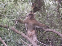 monkey.JPG monkey.JPG