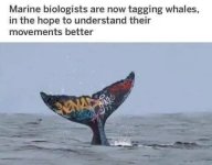 whaletag.jpg