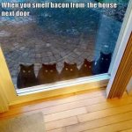 cats-smell-bacon.jpg