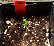 sh seedling 6_13.jpg