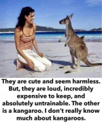 kangaroo.png