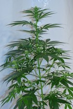 cbd nordle#2 8_14.jpg