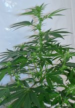 cbd nordle#1 8_14.jpg