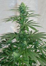 cbd nordle#2 2_28.jpg