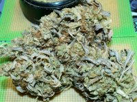 northwidow budshot 9_12.jpg northwidow budshot 9_12.jpg