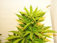 No Mould Me Hopes - Aug15 -Moved Indoor.jpg