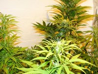 Moved Indoors - Terrible Summer -09.jpg