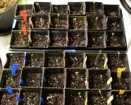 seedlings 10_1.jpg