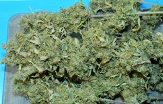 CBD Nordle 11_5.JPG CBD Nordle 11_5.JPG