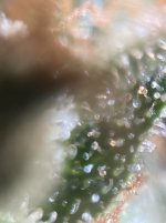 54B9FC1D-AB11-49BC-A694-51FC3F251627.jpeg 54B9FC1D-AB11-49BC-A694-51FC3F251627.jpeg