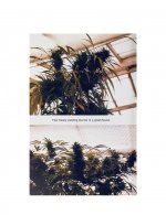 The Seed Bank 1987 Seed Catalog-02.jpg