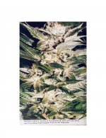 The Seed Bank 1987 Seed Catalog-06.jpg