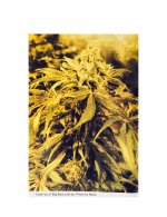 The Seed Bank 1987 Seed Catalog-08.jpg