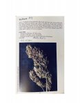 The Seed Bank 1989 Seed Catalog_page-0013.jpg
