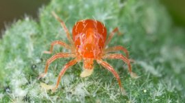 spider-mite.jpg