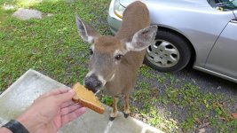 opt_Peanut Butter Bread Scruffy 4.jpeg