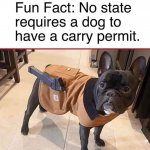 dogpermit.jpg