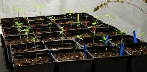 mh seedlings.JPG