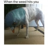 420-stoner-memes-but-you-ll-probably-only-see-69-if-your-high-29-1.jpg