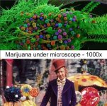 420-stoner-memes-but-you-ll-probably-only-see-69-if-your-high-119.jpg