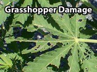 grasshoppers-cannabis.jpg