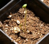 cur2seedling 7_14.jpg