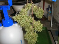 Chemo Haze - Outdoor 2005.jpg