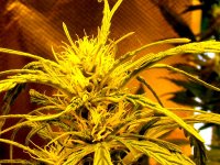 Super Cold-Mr Nice Super Silver Haze-nov20.jpg