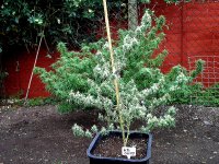 Haze - Chemo- Sativa- Wales 2005.jpg