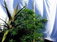 Outdoor Early Haze - Sept13-  Ripen.jpg