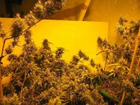 Eye Candy 6- Indoor KD Chemo Haze-100 Days.jpg