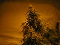 Chemo Haze.jpg