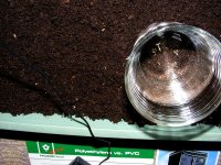 Early Haze Testers- Before Drain And Plant-May22.jpg