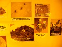Germination 101- Cannabis College- May15.jpg